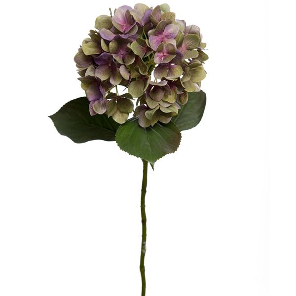 Mr plant, hortensia lilla høyde 65 cm