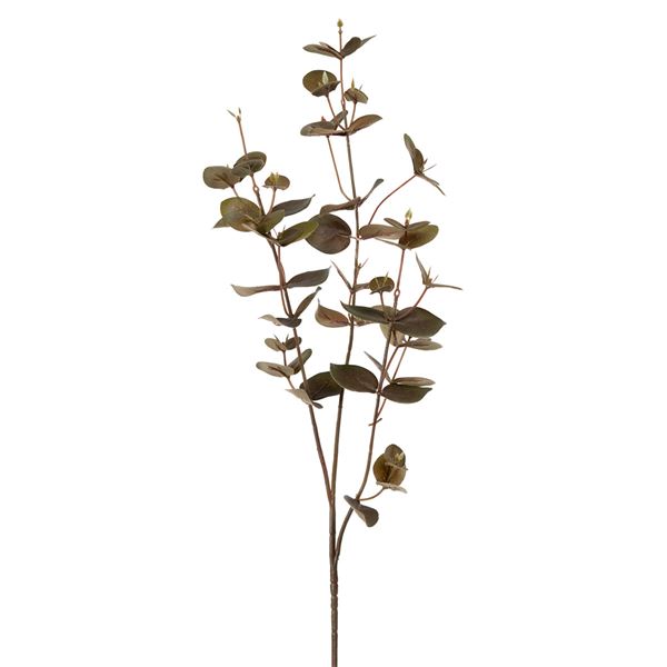 Mr Plant, Eucalyptus 70 cm