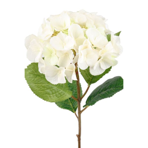 Mr Plant, Hortensia 45 cm