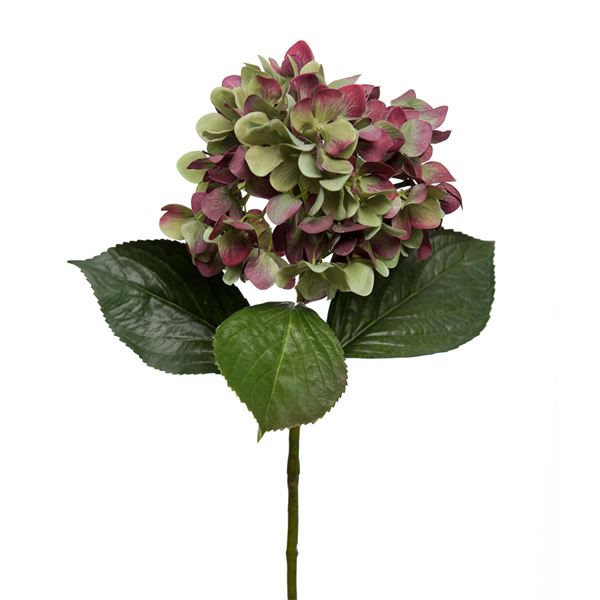 Mr Plant, Hortensia 65 cm