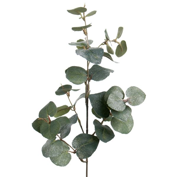 Mr. Plant, eucalyptus med is