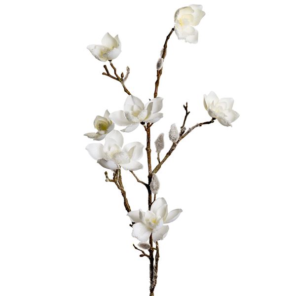 Mr. Plant, magnolia med snø