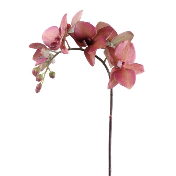 Mr plant, phalaenopsis