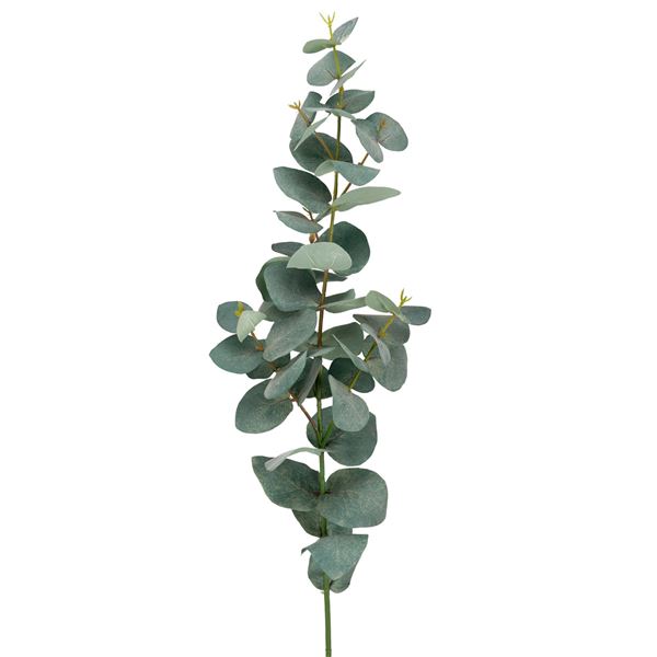Mr plant, eucalyptus